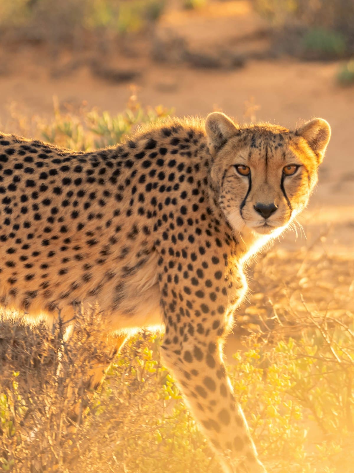 Safari Adventures